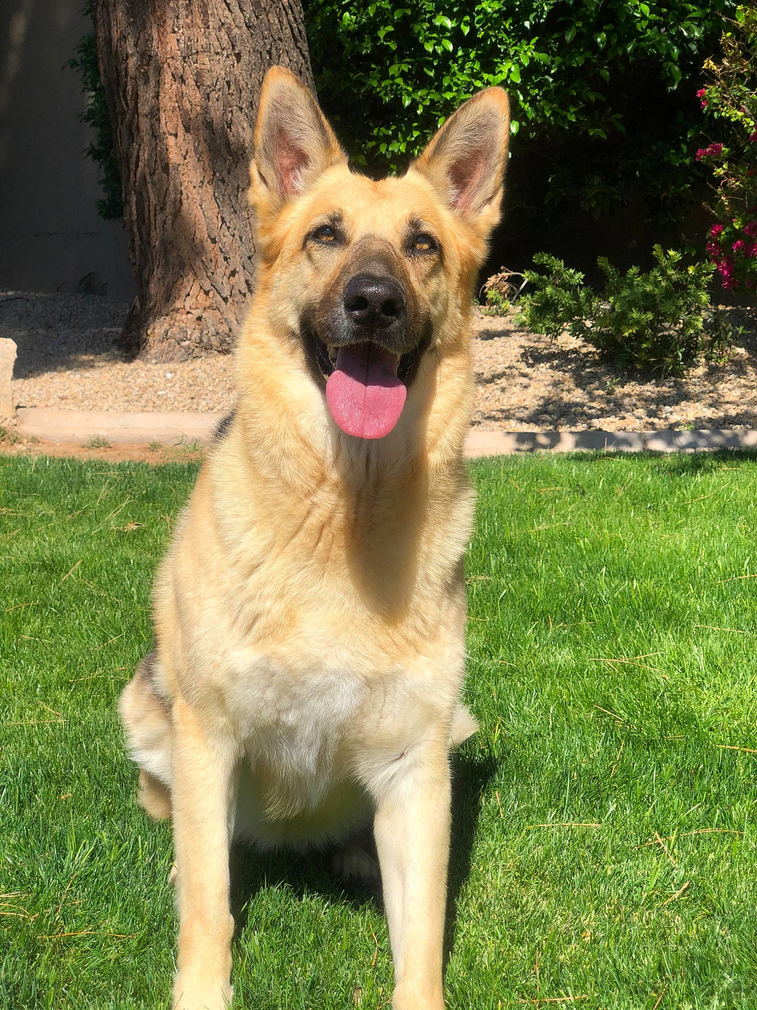 Aero is registered to the contest to win money with this photo: belgian_shepherd, belgian_shepherd_malinois, canidae, carnivore, dog, dog_breed, east_european_shepherd, fawn, german_shepherd_dog, king_shepherd, kunming_wolfdog, laekenois, mammal, old_german_shepherd_dog, rare_breed_dog, shiloh_shepherd_dog, tervuren, vertebrate, working_dog