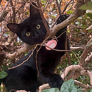Habashi joined the competition — help win amazing prizes! black_cat, cat, animal, pet, outdoor, nature, branches, leaves, claws, curious, yellow_eyes, tree, bush, feline, wildlife, mammal, playful, closeup, forest, daylight