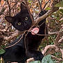 black_cat, cat, animal, pet, outdoor, nature, branches, leaves, claws, curious, yellow_eyes, tree, bush, feline, wildlife, mammal, playful, closeup, forest, daylight