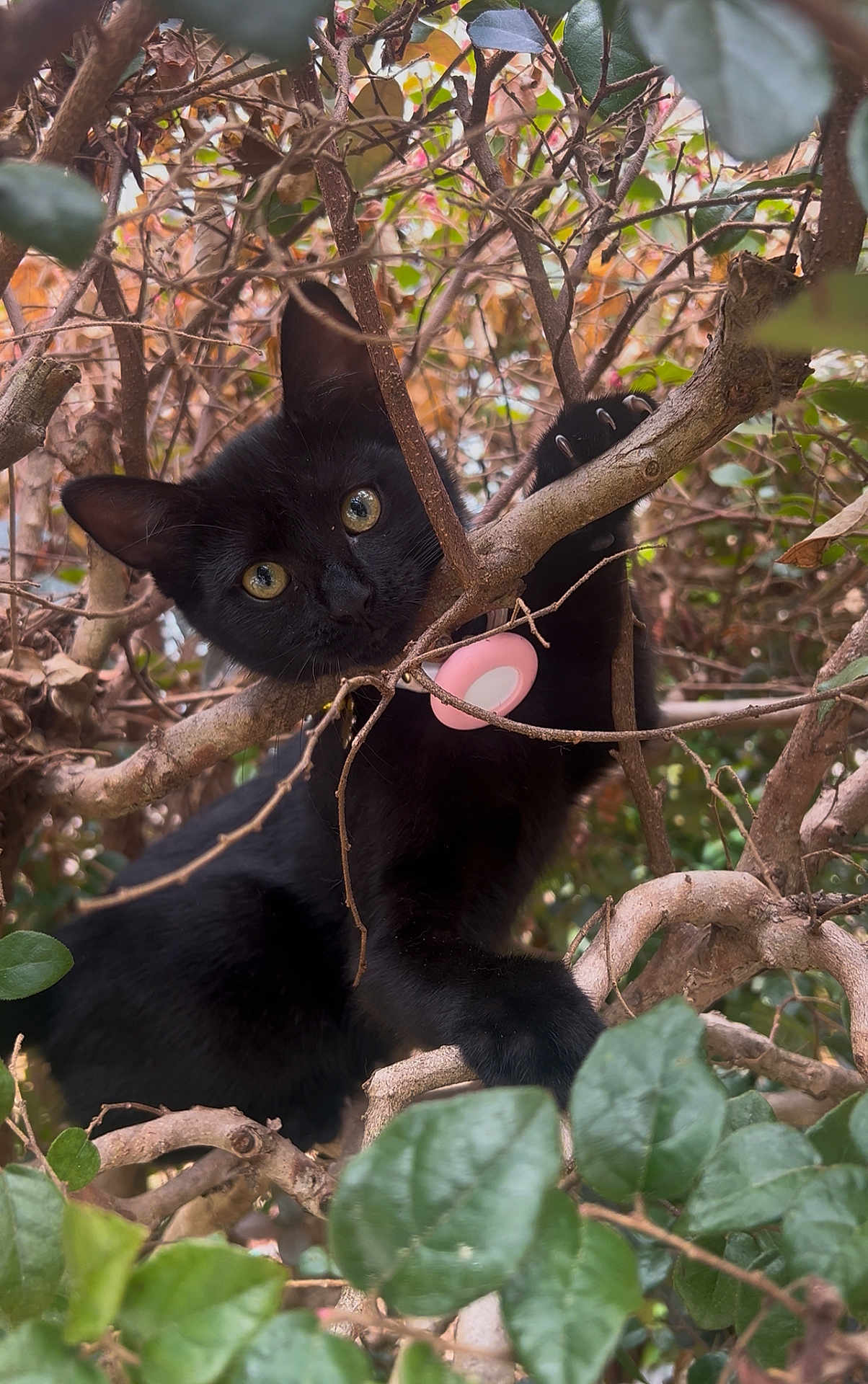 Habashi joined the competition — help win amazing prizes! black_cat, cat, animal, pet, outdoor, nature, branches, leaves, claws, curious, yellow_eyes, tree, bush, feline, wildlife, mammal, playful, closeup, forest, daylight