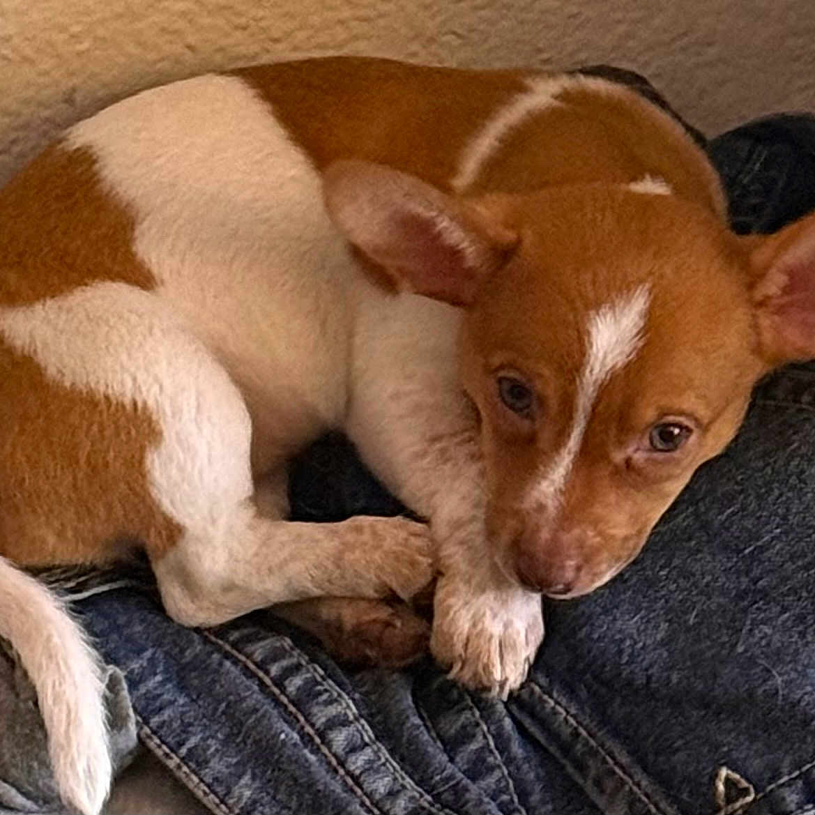 Chiquita is registered to the contest to win money with this photo: puppies, dogs, brown_and_white, sleeping, cuddling, adorable, pet, animal, indoor, close_up, portrait, floppy_ears, short_fur, white_markings, brown_fur, resting, cozy, jeans, couch, cute