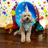 Sonny joined the competition — help win amazing prizes! dog, party_hat, birthday, bandana, confetti, balloons, celebration, festive, cute, fluffy, pet, indoor, wooden_floor, colorful, decorations, sitting, adorable, canine, portrait, happy