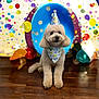 dog, party_hat, birthday, bandana, confetti, balloons, celebration, festive, cute, fluffy, pet, indoor, wooden_floor, colorful, decorations, sitting, adorable, canine, portrait, happy