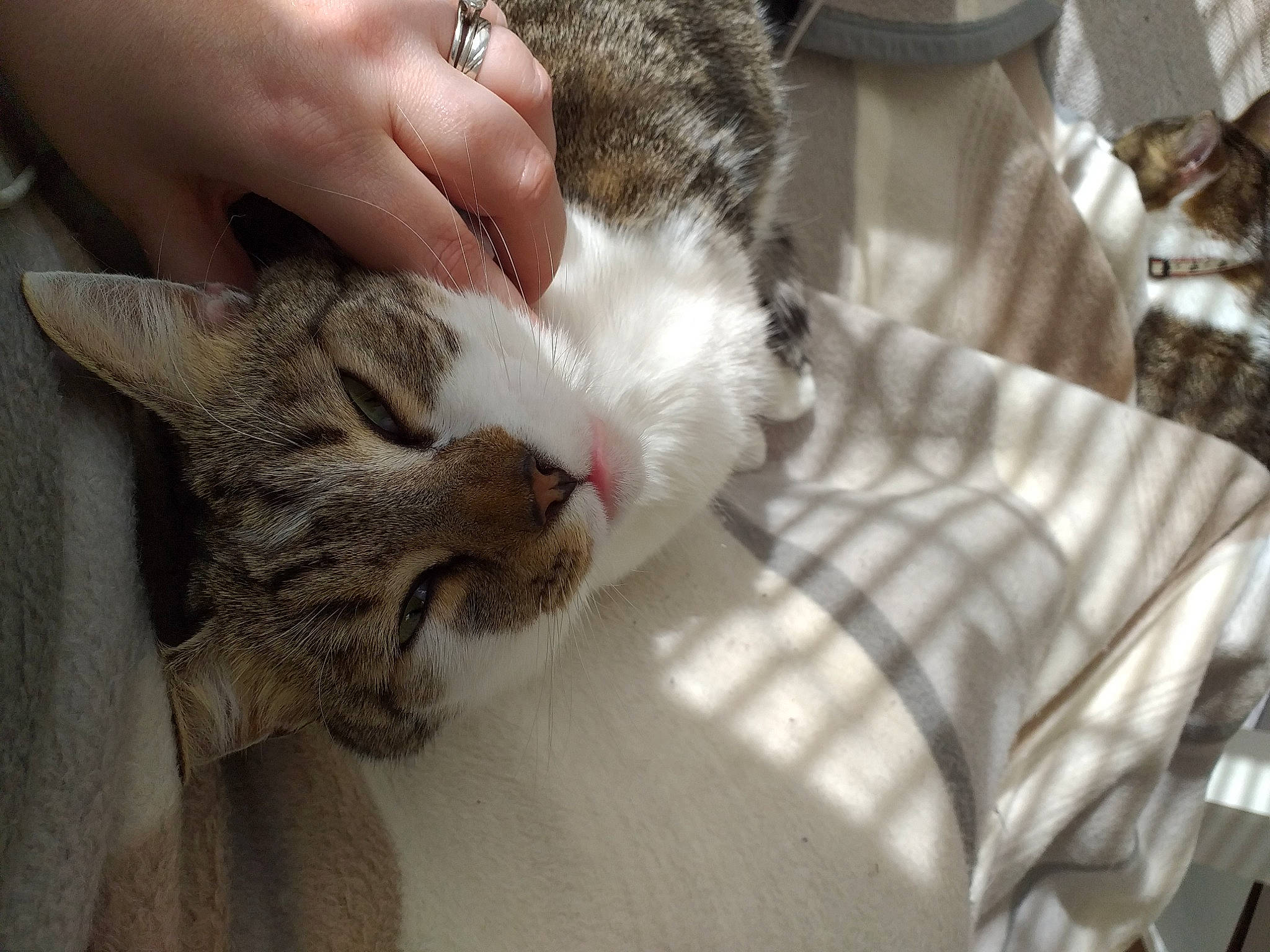 Nala a rejoint le concours — aidez-le/la à gagner de superbes lots ! carnivore, cat, claw, comfort, domestic_short_haired_cat, fawn, felidae, fur, gesture, mammal, nap, paw, plaid, sleep, small_to_medium_sized_cats, snout, tail, tree, vertebrate, whiskers