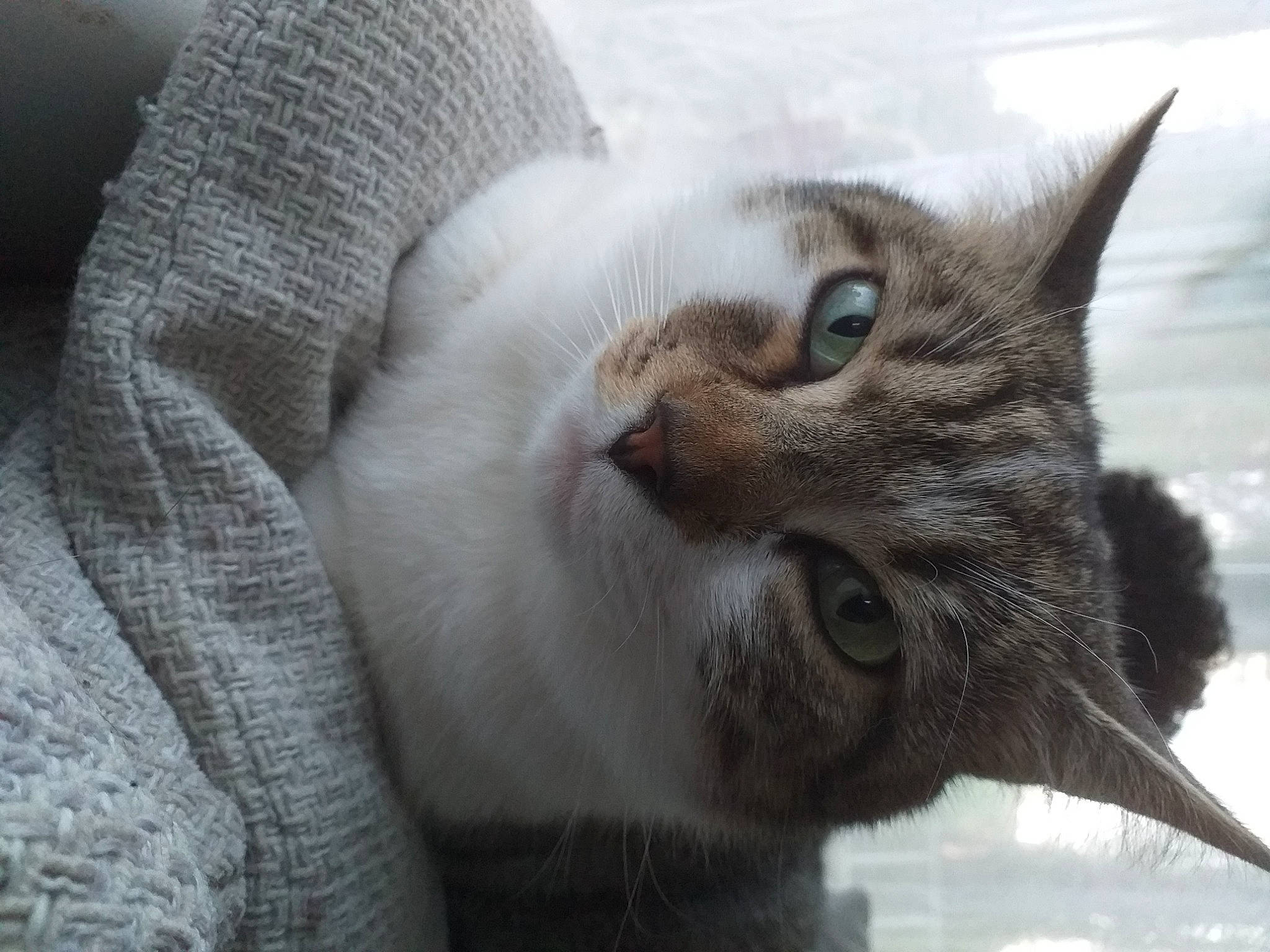 Nala participe au concours pour gagner de l'argent avec cette photo : carnivore, cat, cat_supply, claw, comfort, domestic_short_haired_cat, felidae, fur, grey, paw, small_to_medium_sized_cats, snout, tail, whiskers