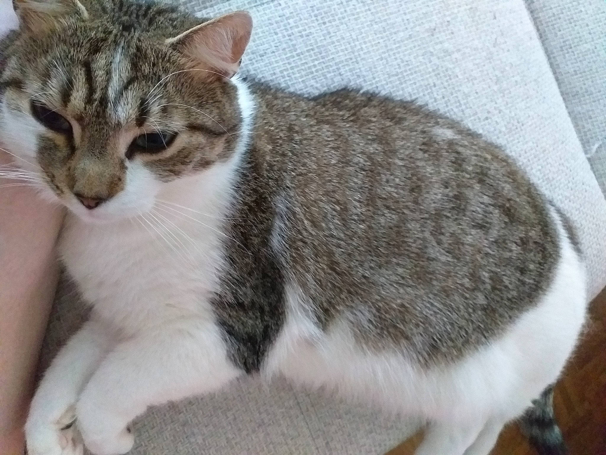 Nala a rejoint le concours — aidez-le/la à gagner de superbes lots ! balance, carnivore, cat, claw, domestic_short_haired_cat, eye, felidae, fur, paw, small_to_medium_sized_cats, snout, tail, terrestrial_animal, whiskers, window