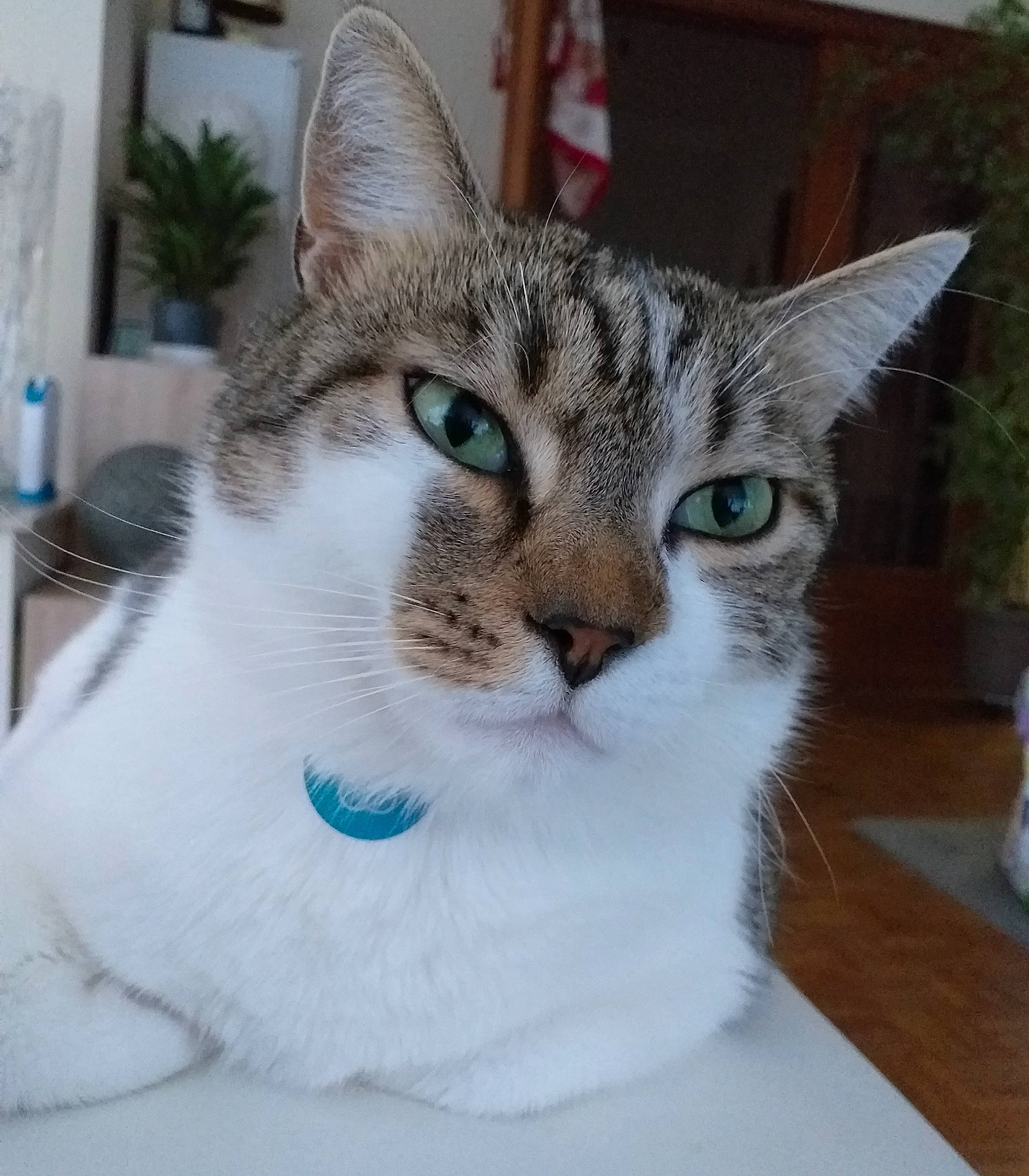 Nala a rejoint le concours — aidez-le/la à gagner de superbes lots ! carnivore, cat, domestic_short_haired_cat, felidae, fur, houseplant, plant, small_to_medium_sized_cats, snout, terrestrial_animal, whiskers, window