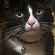 Salem joined the competition — help win amazing prizes! cat, tuxedo_cat, close_up, whiskers, yellow_eyes, pink_nose, collar, bell, pet, animal, feline, indoor, portrait, curious, black_and_white, fur, face, cute, domestic_cat, mammal