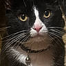 cat, tuxedo_cat, close_up, whiskers, yellow_eyes, pink_nose, collar, bell, pet, animal, feline, indoor, portrait, curious, black_and_white, fur, face, cute, domestic_cat, mammal