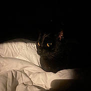Mila a rejoint le concours — aidez-le/la à gagner de superbes lots ! black_cat, cat, pet, animal, yellow_eyes, eyes, whiskers, fur, bed, blanket, duvet, bedding, indoor, low_light, dark, shadow, close_up, portrait, cozy, night