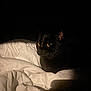 black_cat, cat, pet, animal, yellow_eyes, eyes, whiskers, fur, bed, blanket, duvet, bedding, indoor, low_light, dark, shadow, close_up, portrait, cozy, night