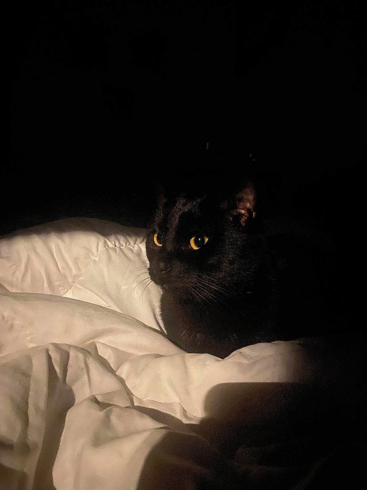 Mila a rejoint le concours — aidez-le/la à gagner de superbes lots ! black_cat, cat, pet, animal, yellow_eyes, eyes, whiskers, fur, bed, blanket, duvet, bedding, indoor, low_light, dark, shadow, close_up, portrait, cozy, night