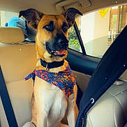 Kane is registered to the contest to win money with this photo: animal, backseat, bandana, black_fur, car_interior, collar, cute, daylight, dog, ears_up, fabric, happy, pet, seat, seatbelt, sitting, tan_fur, tongue_out, vehicle, window