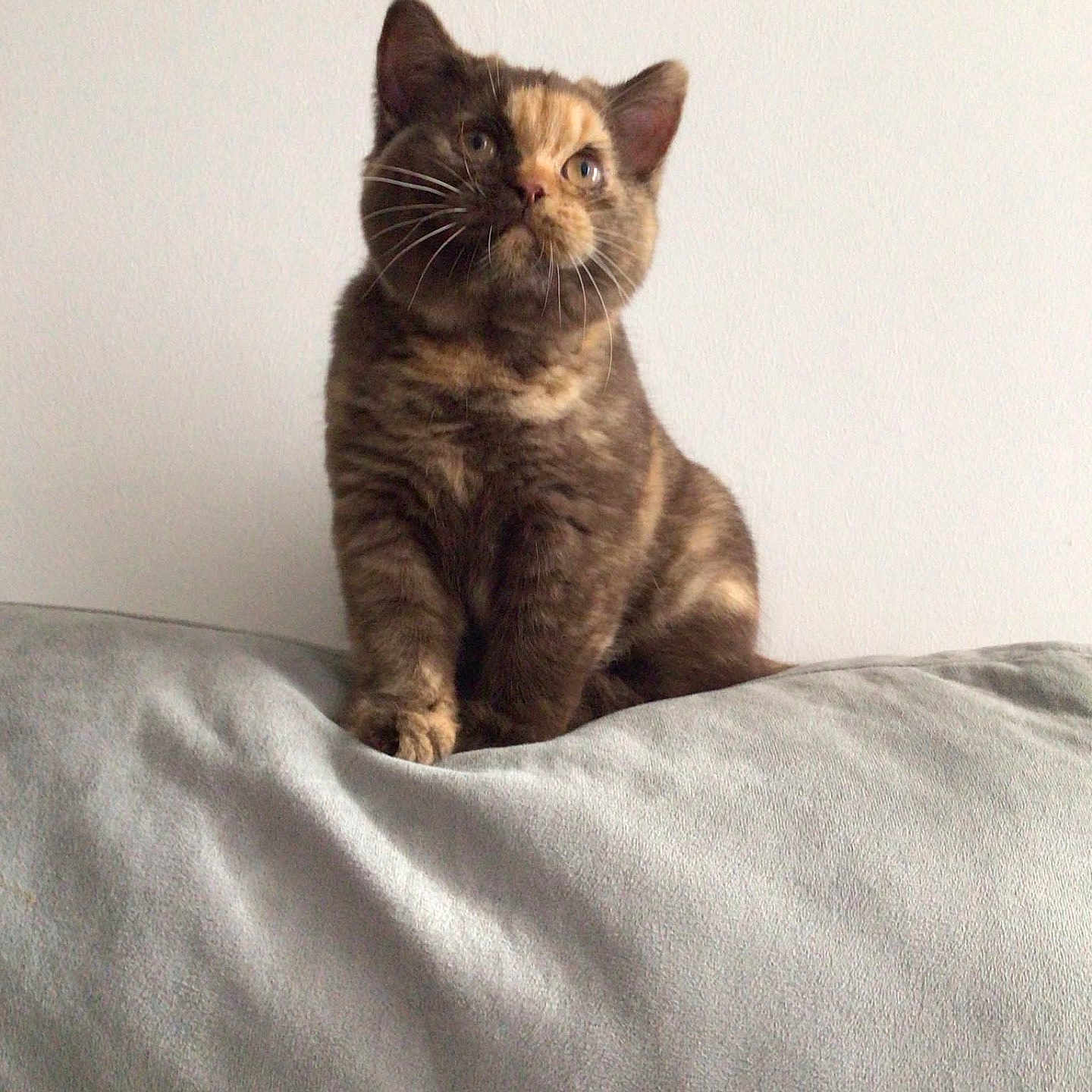 Alyssa participe au concours pour gagner de l'argent avec cette photo : abyssinian, angora, animal, bed, bedroom, blanket, brasssection, cat, couch, cushion, furniture, homedecor, horn, indoors, kitten, manx, musicalinstrument, pet, quilt, room