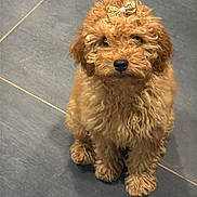 Océane a rejoint le concours — aidez-le/la à gagner de superbes lots ! dog, puppy, bow, curly_hair, pet, indoor, floor, tile, cute, brown, small_dog, fur, animal, sitting, adorable, companion, looking, waiting, domestic_animal, canine