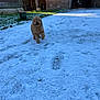 Océane a rejoint le concours — aidez-le/la à gagner de superbes lots ! dog, snow, outdoor, pet, running, animal, fur, brick_building, yard, daylight, cold, playful, grass, footprints, canine, nature, happy, winter, farm, rural