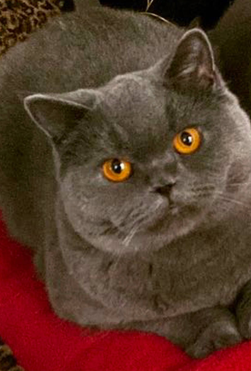 Tom a rejoint le concours — aidez-le/la à gagner de superbes lots ! art, carnivore, cat, domestic_short_haired_cat, felidae, fur, grey, russian_blue, small_to_medium_sized_cats, snout, terrestrial_animal, whiskers