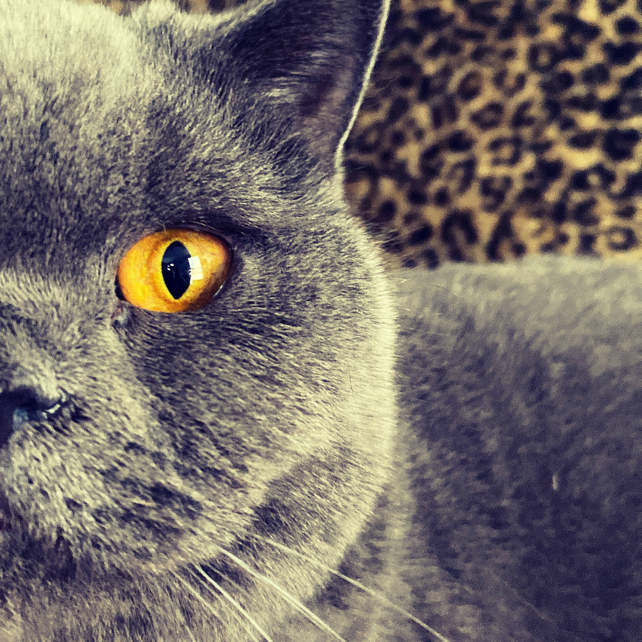 Tom participe au concours pour gagner de l'argent avec cette photo : art, carnivore, cat, close_up, domestic_short_haired_cat, electric_blue, felidae, fur, grey, iris, small_to_medium_sized_cats, snout, terrestrial_animal, whiskers, wildlife