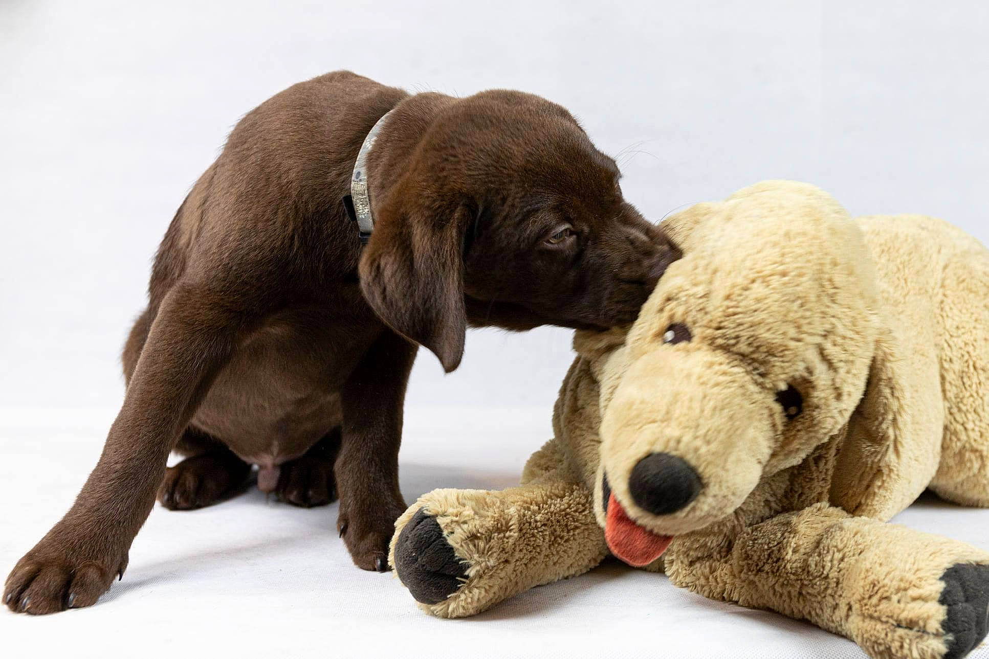 Negan a rejoint le concours — aidez-le/la à gagner de superbes lots ! animal_figure, canidae, carnivore, comfort, companion_dog, dog, dog_breed, elephant, elephants_and_mammoths, fawn, fur, paw, plush, snout, sporting_group, stuffed_toy, terrestrial_animal, toy, wildlife, working_animal