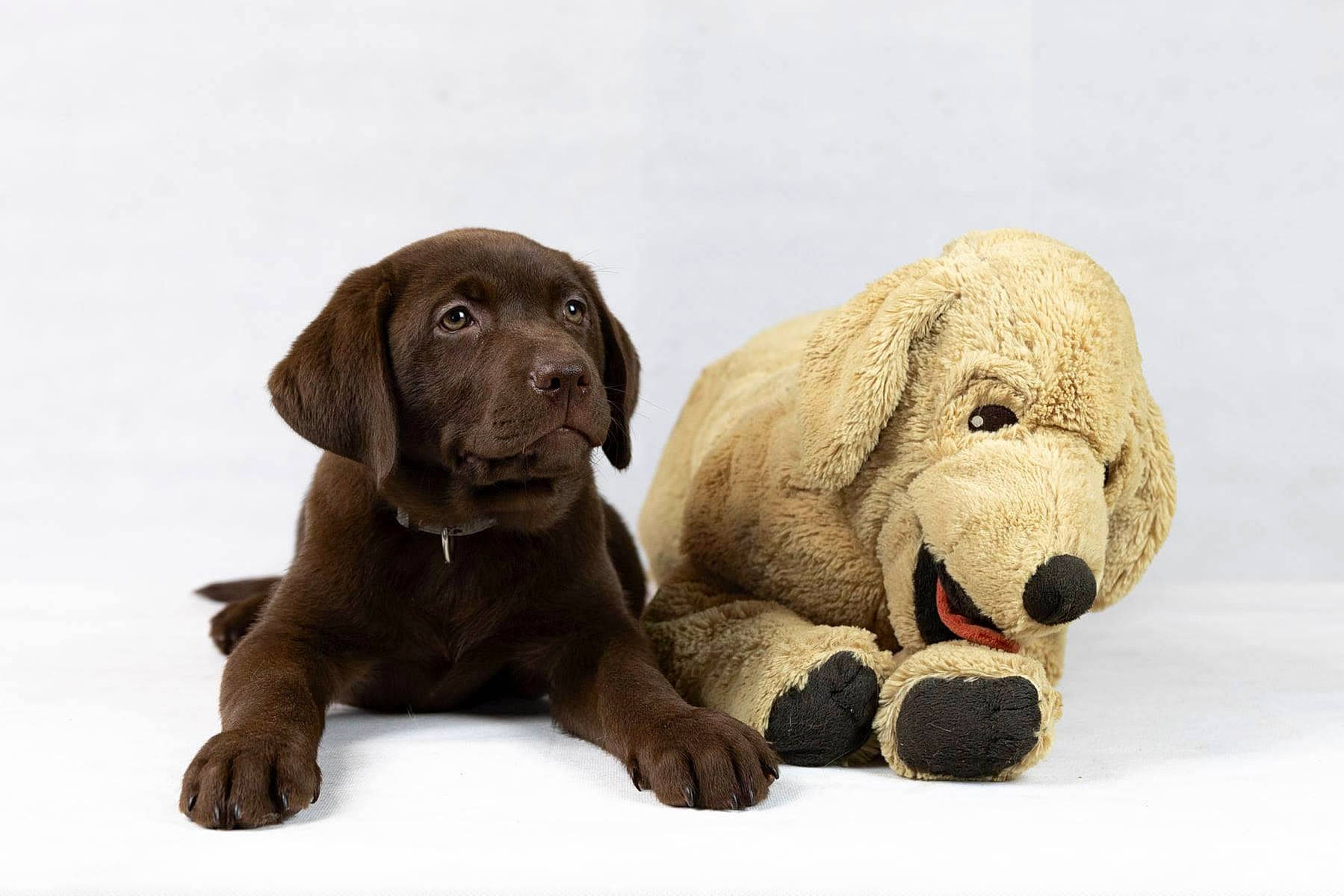 Negan a rejoint le concours — aidez-le/la à gagner de superbes lots ! canidae, carnivore, companion_dog, dog, dog_breed, dog_supply, fawn, fur, gun_dog, hunting_dog, liver, paw, puppy, snout, sporting_group, terrestrial_animal, toy, wildlife, working_animal