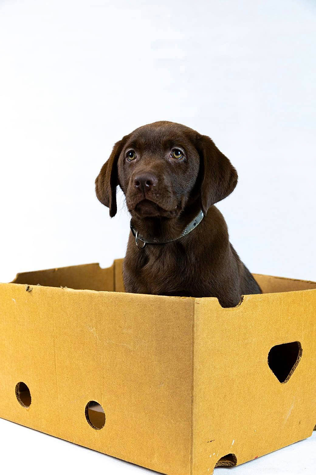 Negan participe au concours pour gagner de l'argent avec cette photo : brown, canidae, carnivore, carton, companion_dog, dog, dog_breed, dog_collar, fawn, gun_dog, liver, lumber, packaging_and_labeling, pet_supply, rectangle, snout, sporting_group, terrestrial_animal, wood, working_animal