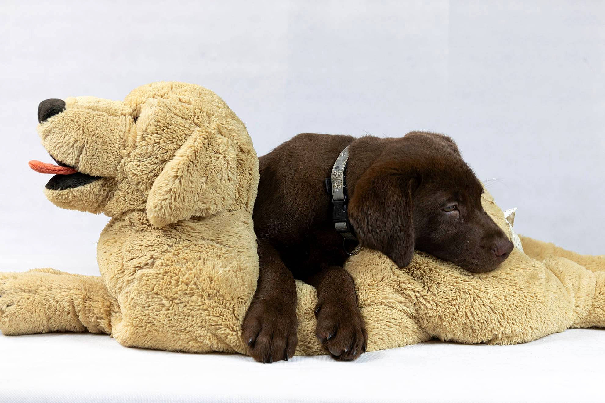 Negan a rejoint le concours — aidez-le/la à gagner de superbes lots ! carnivore, collar, comfort, companion_dog, dog, dog_breed, dog_collar, dog_supply, fawn, fur, liver, non_sporting_group, paw, pet_supply, snout, sporting_group, stuffed_toy, terrestrial_animal, toy, working_animal