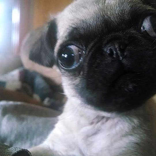 Wee Wee