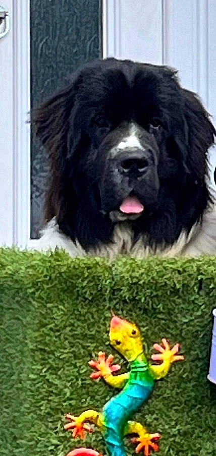 Dolly joined the competition — help win amazing prizes! carnivore, companion_dog, dog, dog_breed, fur, gaddi_kutta, giant_dog_breed, grass, green, lawn_ornament, liver, plant, snout, sporting_group, terrestrial_animal, terrestrial_plant, toy, vertebrate, working_animal, working_dog