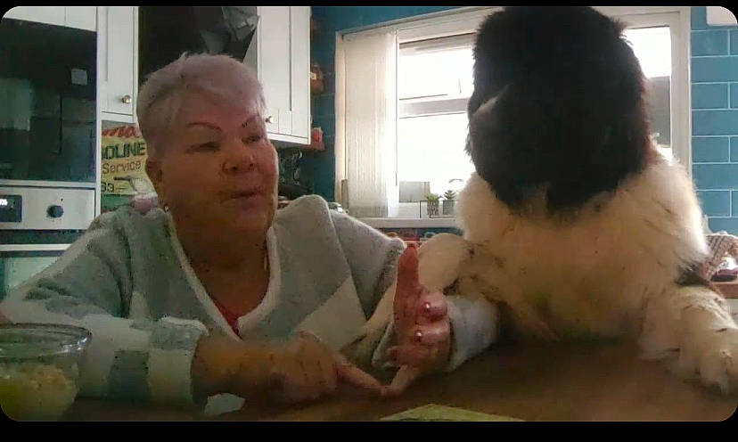 Dolly joined the competition — help win amazing prizes! canidae, carnivore, cat, companion_dog, dog_breed, domestic_short_haired_cat, felidae, finger, fun, fur, gesture, paw, photo_caption, room, sitting, small_to_medium_sized_cats, tableware, tail, thumb, whiskers