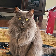 Abby joined the competition — help win amazing prizes! animal, cabinet, cat, cat_house, close_up, cozy, domestic_animal, floor, fluffy_cat, furniture, gray_cat, home, indoor, living_room, pet, rug, sitting, toy, wooden_furniture, yellow_eyes