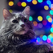 Jagger joined the competition — help win amazing prizes! cat, gray_cat, feline, pet, animal, closeup, portrait, fur, whiskers, bokeh, colorful_lights, indoor, relaxed, cute, soft_lighting, muzzle, paw, focus, blurred_background, cozy