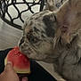 Onyx is registered to the contest to win money with this photo: dog, watermelon, hand, indoor, table, floor, furniture, pet, animal, sniffing, food, curious, person, paw, ears, closeup, mottled_fur, black, white, home
