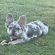 Onyx joined the competition — help win amazing prizes! dog, french_bulldog, puppy, grass, outdoor, playful, tongue_out, ears_up, pet, animal, canine, merle, laying_down, leaf, nature, cute, young, happy, smiling, fur