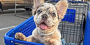 Onyx is registered to the contest to win money with this photo: puppy, dog, shopping_cart, petsmart, blue_eyes, tongue_out, parking_lot, truck, outdoor, tree, pet, cute, happy, canine, pet_store, animal, smiling, ears, fur, retail