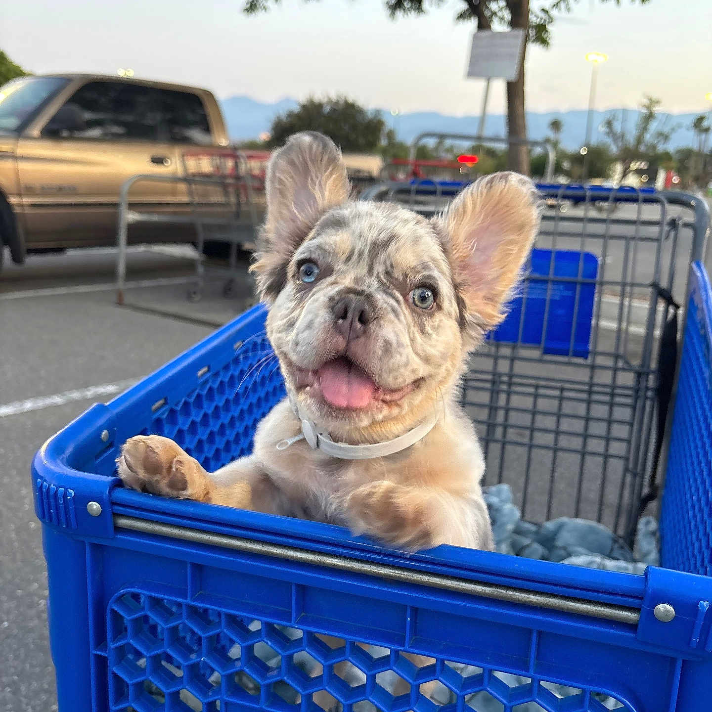 Onyx is registered to the contest to win money with this photo: animal, blue_eyes, canine, cute, dog, ears, fur, happy, outdoor, parking_lot, pet, pet_store, petsmart, puppy, retail, shopping_cart, smiling, tongue_out, tree, truck