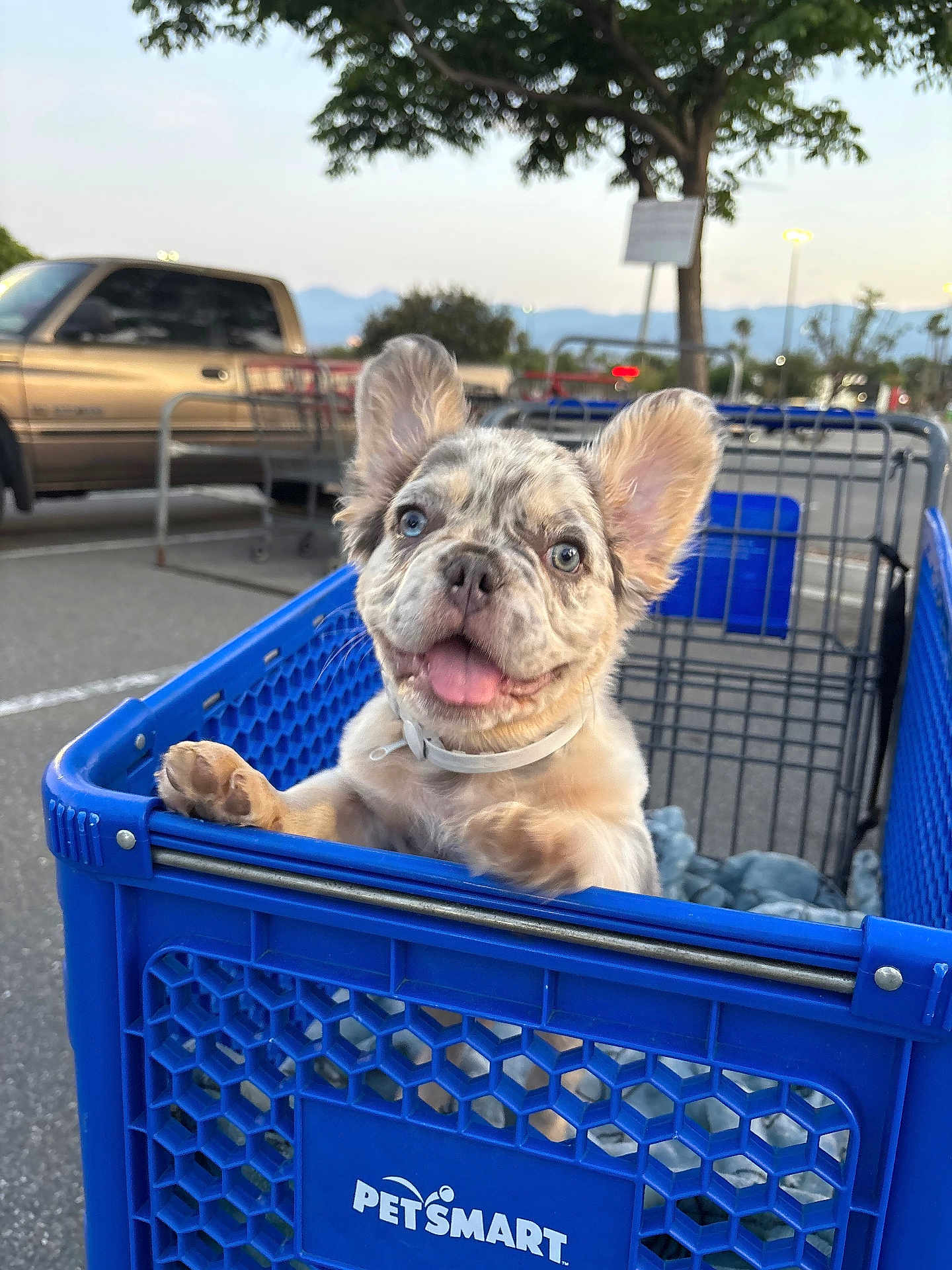 Onyx is registered to the contest to win money with this photo: puppy, dog, shopping_cart, petsmart, blue_eyes, tongue_out, parking_lot, truck, outdoor, tree, pet, cute, happy, canine, pet_store, animal, smiling, ears, fur, retail
