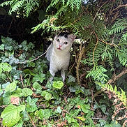 Nala a rejoint le concours — aidez-le/la à gagner de superbes lots ! animal, black_and_white, bush, cat, curious, cute, eyes, foliage, fur, greenery, hiding, ivy, leaves, nature, outdoor, pet, plant, small_animal, white_cat, wildlife