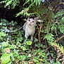animal, black_and_white, bush, cat, curious, cute, eyes, foliage, fur, greenery, hiding, ivy, leaves, nature, outdoor, pet, plant, small_animal, white_cat, wildlife