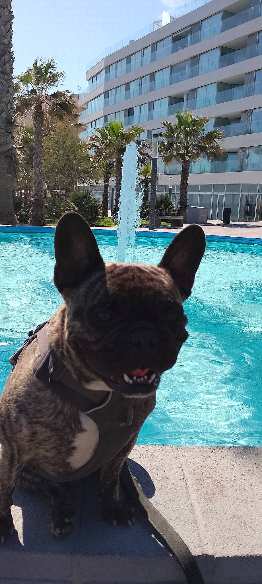 Raoul a rejoint le concours — aidez-le/la à gagner de superbes lots ! blue, building, carnivore, companion_dog, dog, dog_breed, fawn, green, leisure, light, pet_supply, photograph, plant, snout, swimming_pool, tail, tree, water, window, working_animal