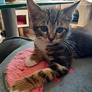 Valerie Lietart participe au concours pour gagner de l'argent avec cette photo : kitten, tabby, cat, pet, feline, indoor, cushion, plush, watermelon, soft, paw, whiskers, fur, curious, closeup, resting, cute, young, animal, cozy