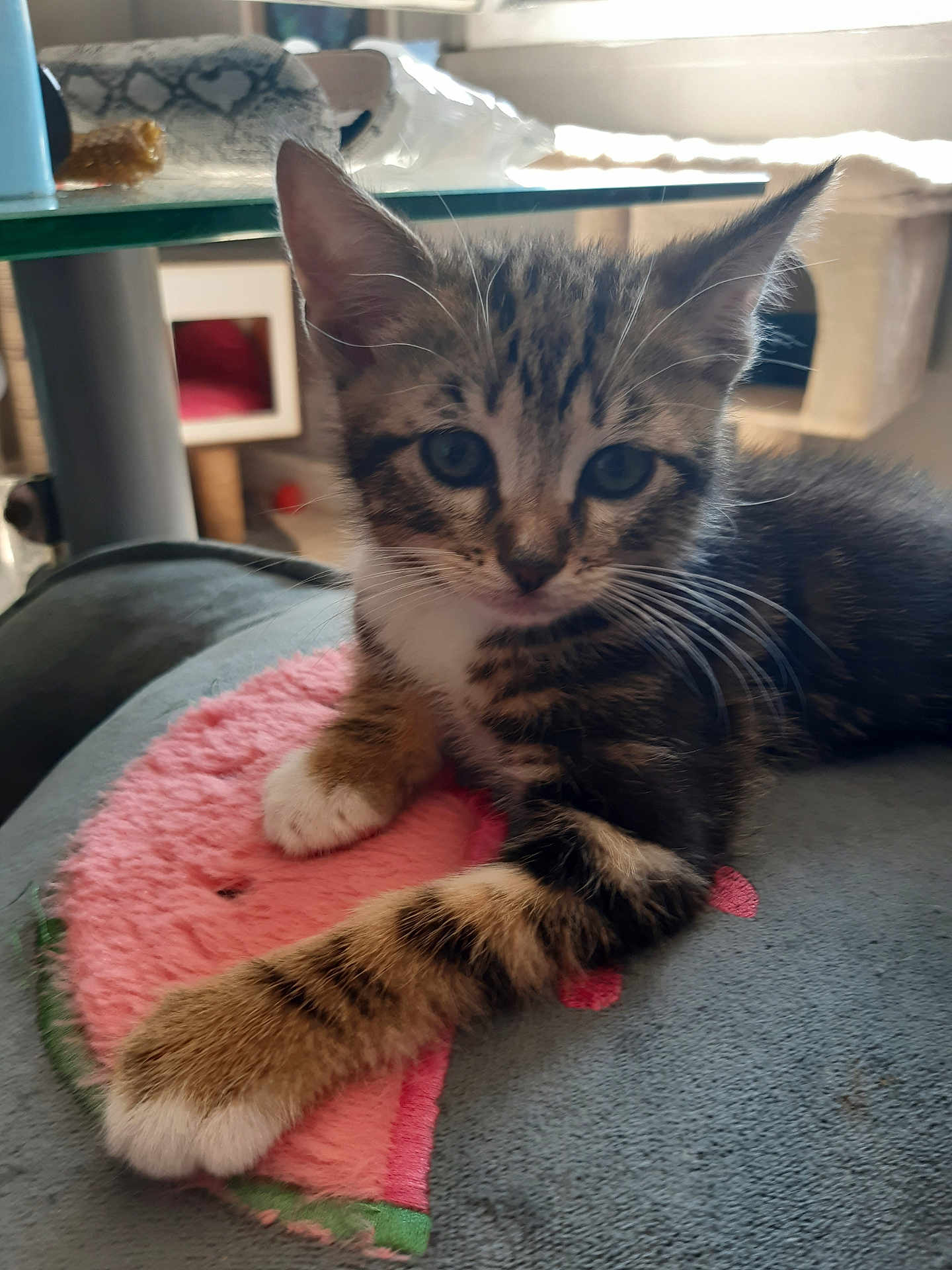 Valerie Lietart participe au concours pour gagner de l'argent avec cette photo : kitten, tabby, cat, pet, feline, indoor, cushion, plush, watermelon, soft, paw, whiskers, fur, curious, closeup, resting, cute, young, animal, cozy