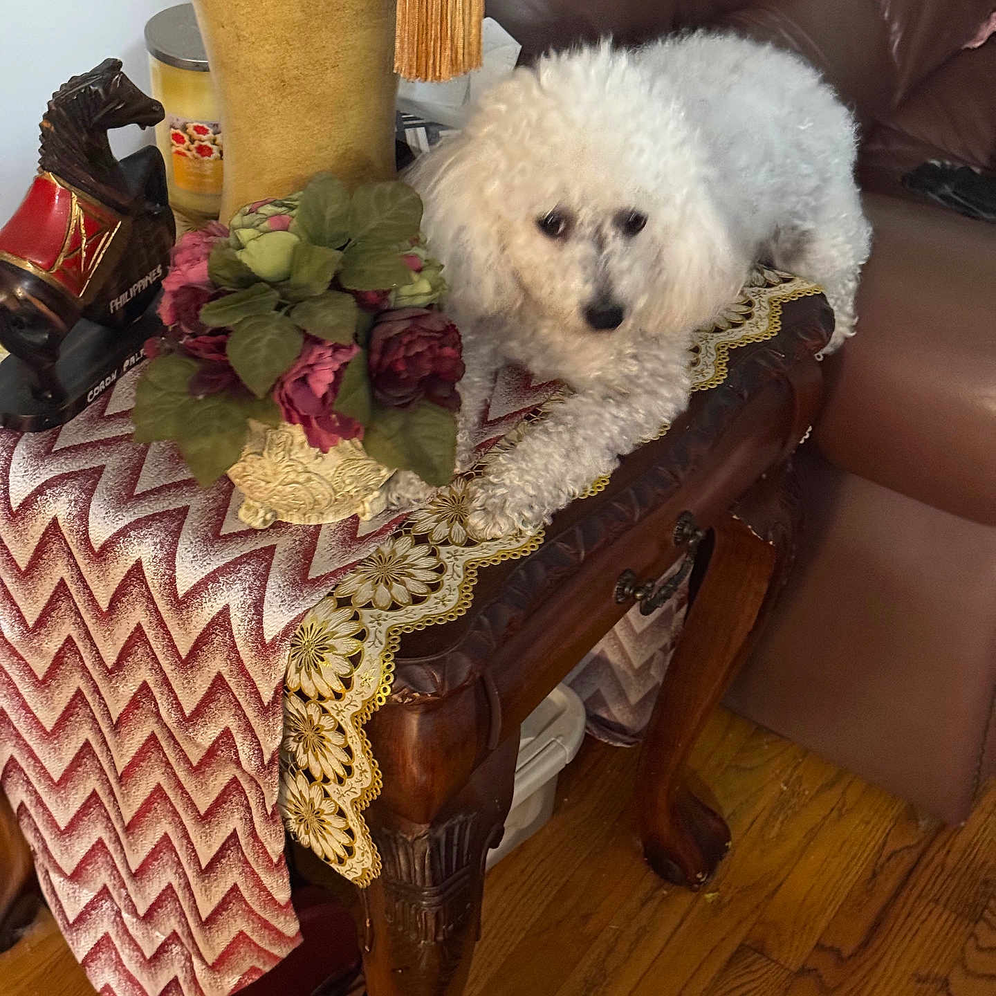 Ginger is registered to the contest to win money with this photo: artificial_flowers, couch, cozy, curly_fur, decor, dog, flower_arrangement, furniture, home_interior, indoor, leather_couch, living_room, pet, relaxing, small_dog, table, table_runner, white_dog, wood_floor, wooden_table