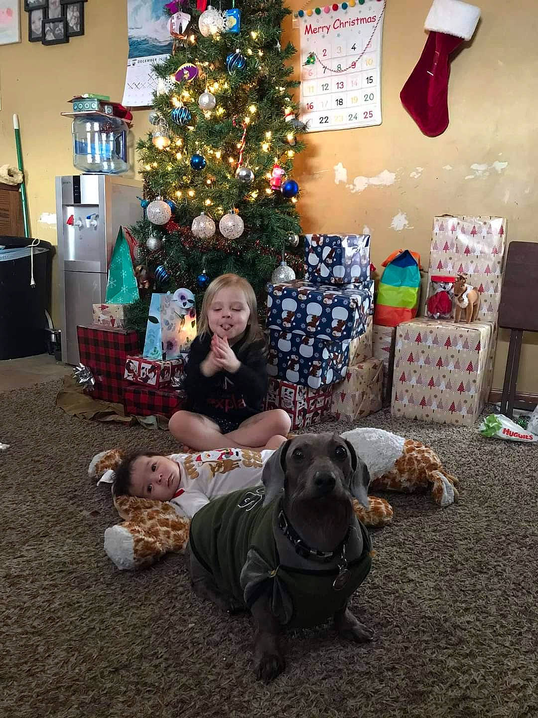 Bryxton is registered to the contest to win money with this photo: carnivore, christmas, christmas_decoration, christmas_eve, christmas_ornament, christmas_tree, dog, dog_breed, dog_supply, event, holiday, holiday_ornament, home, interior_design, lighting, ornament, person, room, sporting_group, vertebrate