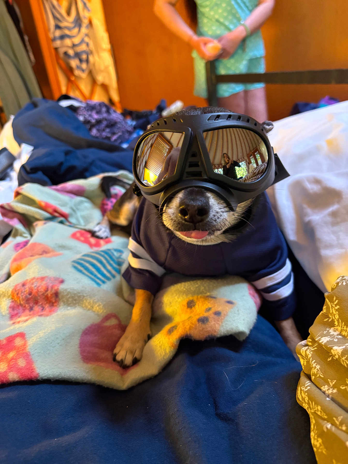 Joey is registered to the contest to win money with this photo: dog, goggles, pet_clothing, blanket, bed, indoor, person, reflection, tongue_out, cute, small_dog, polka_dot, green_dress, wooden_ceiling, orange_ball, comfort, casual, relaxing, animal, home