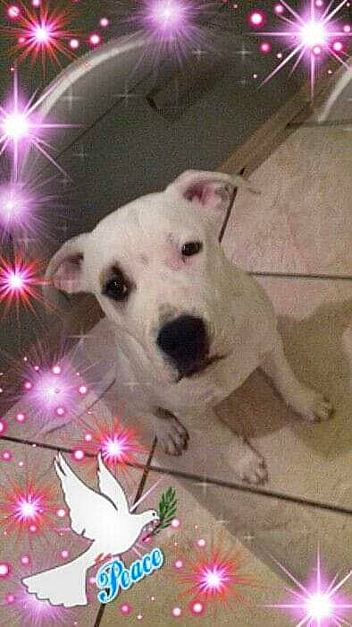 Old Parry'S Pecan Lover Kill