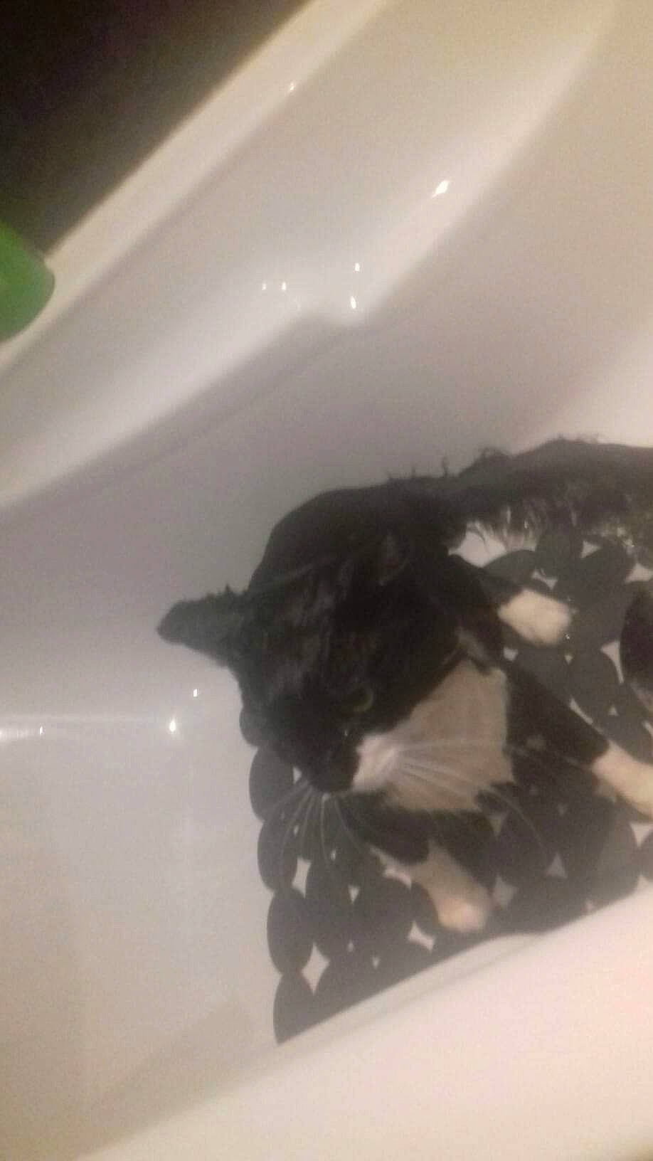 Phybie Of Imperial Concept