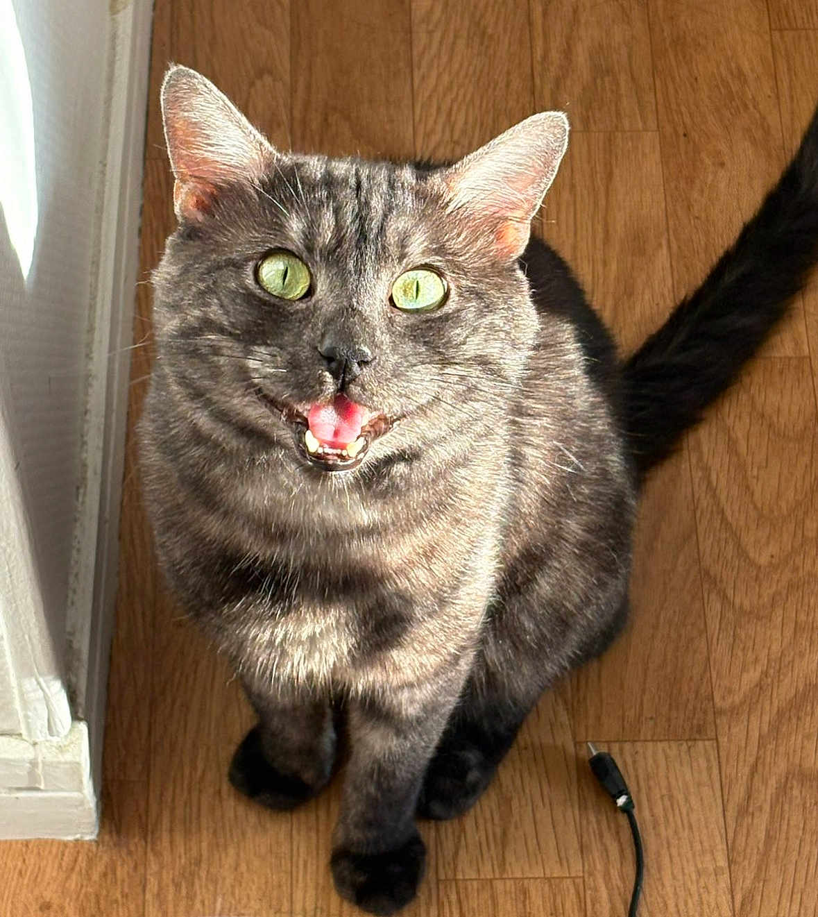 Newthone a rejoint le concours — aidez-le/la à gagner de superbes lots ! animal, cat, close_up, cute, domestic_cat, ears, feline, fur, green_eyes, happy, indoor, pet, playful, sitting, sunlight, tabby, tail, tongue_out, whiskers, wooden_floor