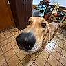 Lucifer is registered to the contest to win money with this photo: dog, canine, pet, indoor, kitchen, tile_floor, cabinet, chair, table, microwave, curious, close_up, brown_dog, floor, furniture, household, domestic, animal, snout, wide_angle