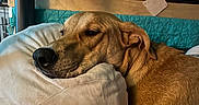 Lucifer joined the competition — help win amazing prizes! dog, pillow, resting, indoor, brown_dog, quilted_blanket, retro_radio, lamp, wooden_shelf, cozy, relaxed, home_interior, sleepy, pet, fur, snout, ear, cushion, furniture, quiet