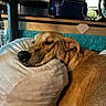brown_dog, cozy, cushion, dog, ear, fur, furniture, home_interior, indoor, lamp, pet, pillow, quiet, quilted_blanket, relaxed, resting, retro_radio, sleepy, snout, wooden_shelf